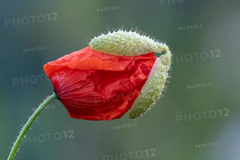 Common field poppy (Papaver rhoeas) single red flower bud in summer, England, United Kingdom