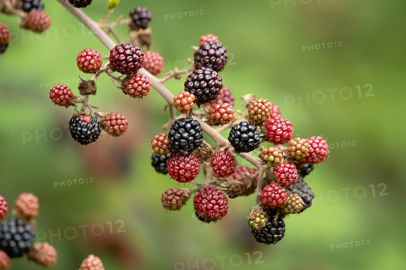 Bramble or Blackberry bush (Rubus fruticosus) blackberries fruit on a plant branch in summer, England, United Kingdom