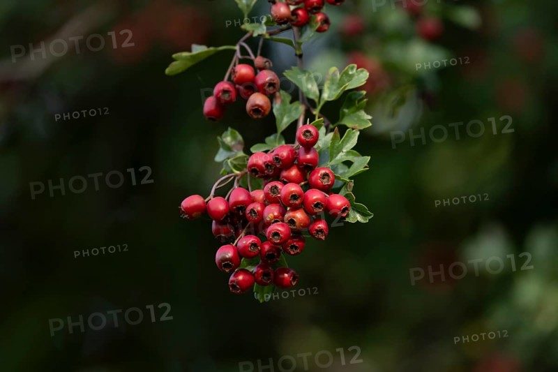 Hawthorn (Crataegus monogyna) tree red berries in summer, England, United Kingdom