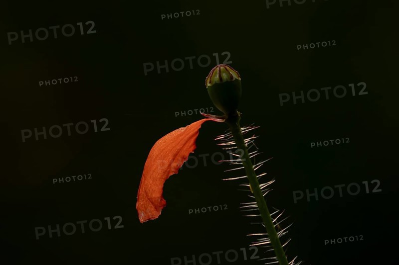 Common field poppy (Papaver rhoeas) single red petal on a flower stalk in summer, England, United Kingdom