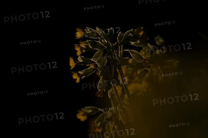Cowslip (Primula veris) flowers backlit in spring, England, United Kingdom