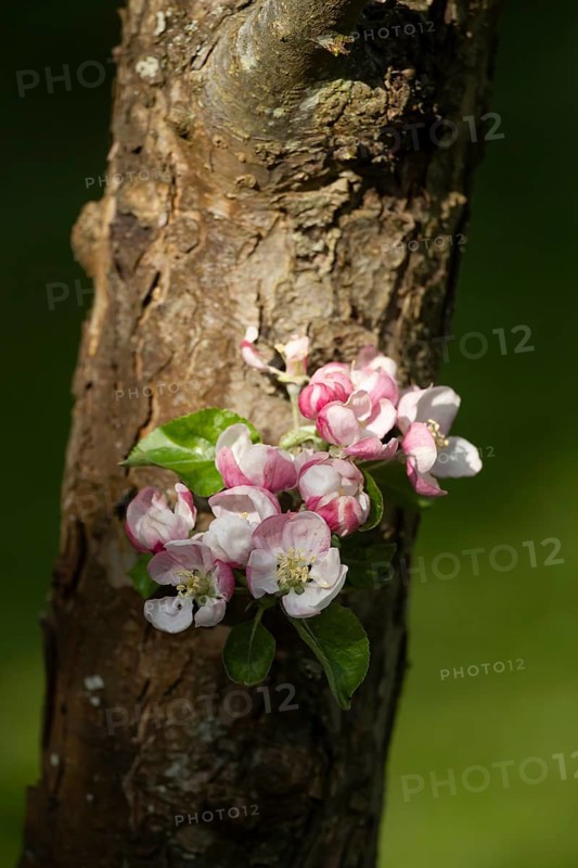 Apple tree blossom flowers in a garden in spring, England, United Kingdom