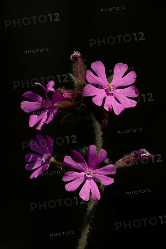 Red campion (Silene dioica) flowers backlit in spring, England, United Kingdom