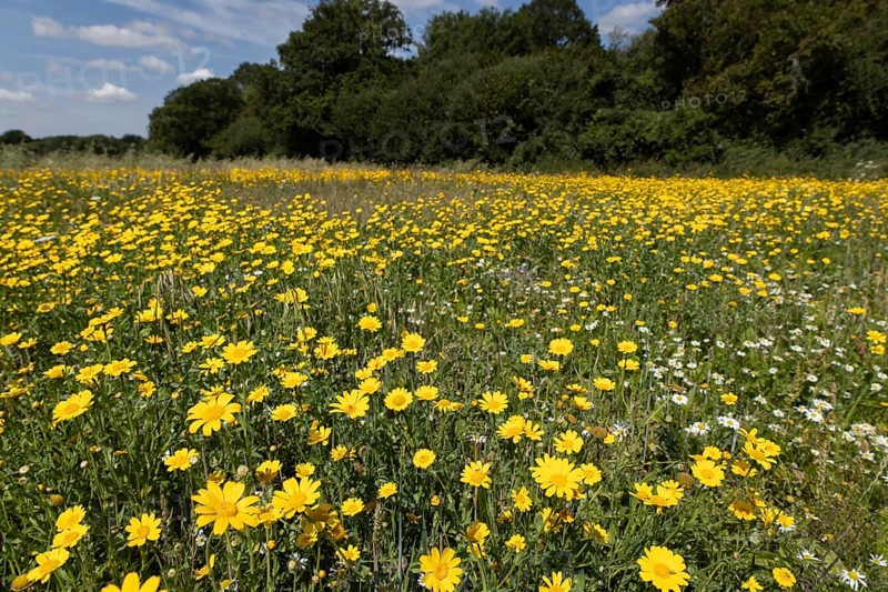 Corn marigold (Glebionis segetum) wildflower border in a field next to a woodland hedgerow in summer, England, United Kingdom
