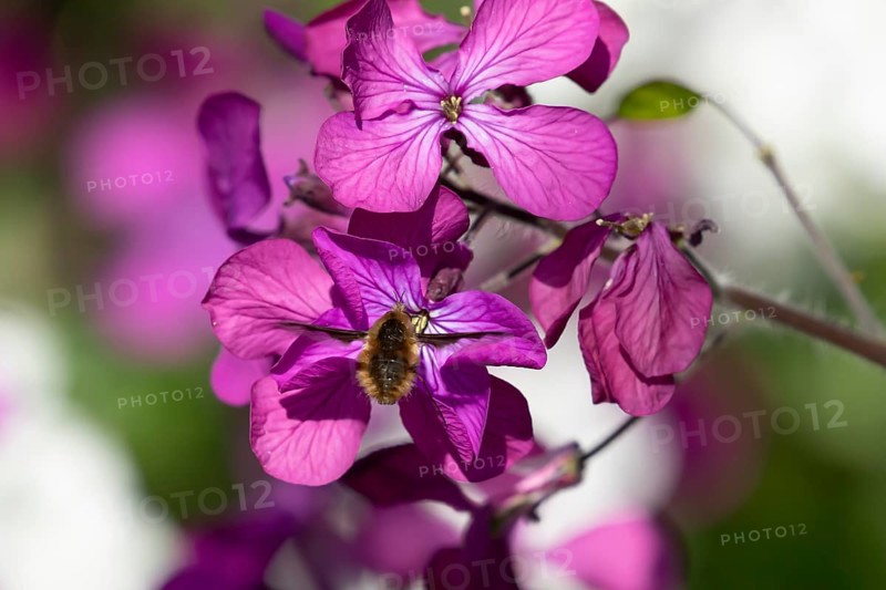 Bee fly (Bombylius major) adult insect in flight feeding on a purple Honesty flower in spring, England, United Kingdom