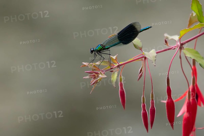 Banded demoiselle damselfly (Calopteryx splendens) adult male insect resting on a garden fuchsia flower in summer, England, United Kingdom