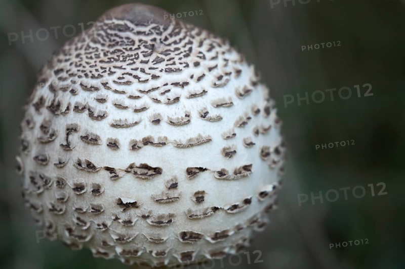 Parasol mushroom (Macrolepiota procera) single fungi in autumn, England, United Kingdom