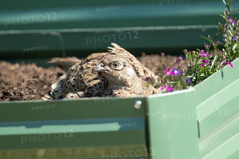 Common pheasant (Phasianus colchicus) adult female game bird on a garden raised bed, England, United Kingdom