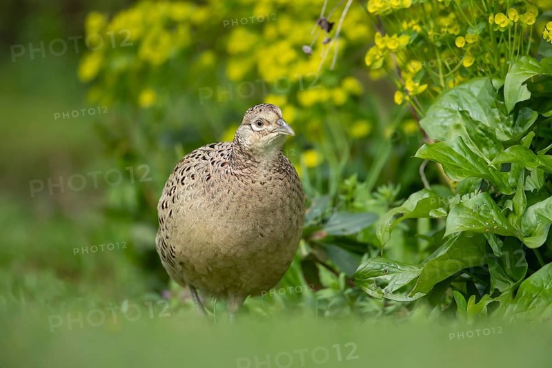 Common pheasant (Phasianus colchicus) adult female game bird in a garden in spring, England, United Kingdom
