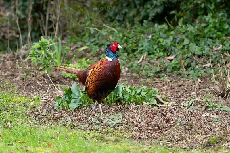 Common pheasant (Phasianus colchicus) adult male game bird in a garden in winter, England, United Kingdom