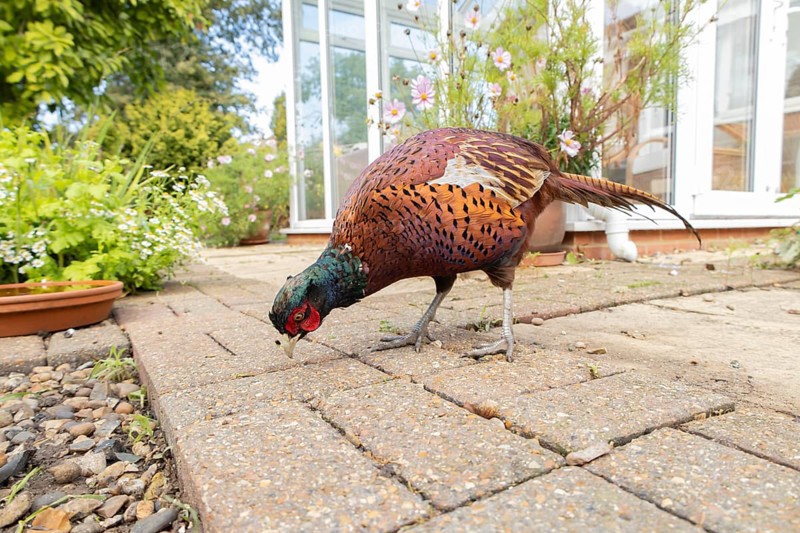 Common pheasant (Phasianus colchicus) adult male game bird feeding on a garden patio in summer, England, United Kingdom