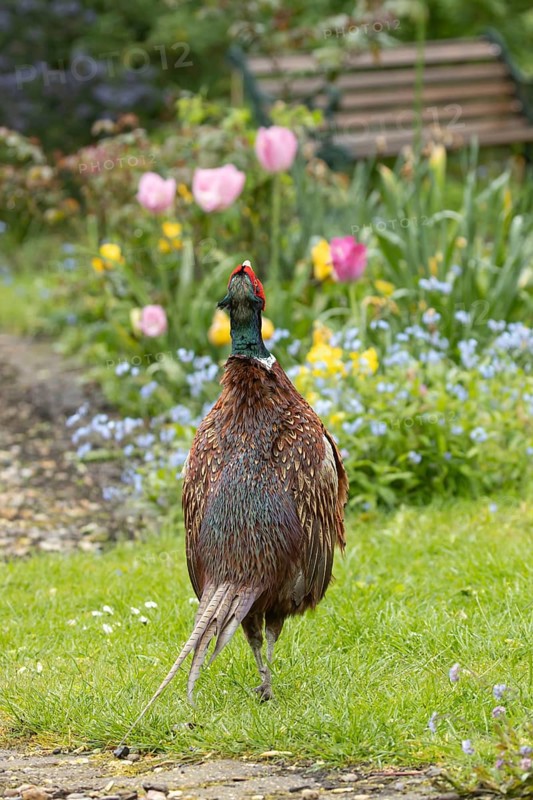 Common pheasant (Phasianus colchicus) adult male game bird calling in a garden in spring, England, United Kingdom