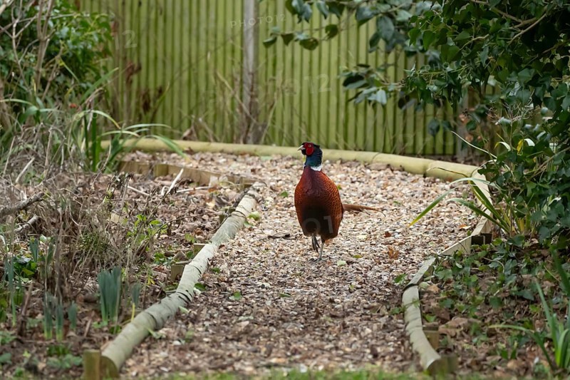 Common pheasant (Phasianus colchicus) adult male game bird walking on a garden shingle path, England, United Kingdom