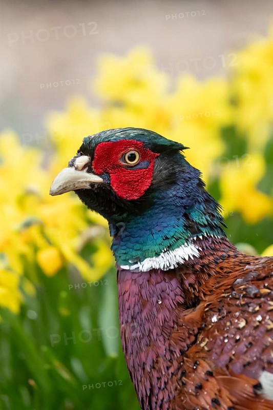 Common pheasant (Phasianus colchicus) adult male game bird head portrait, England, United Kingdom