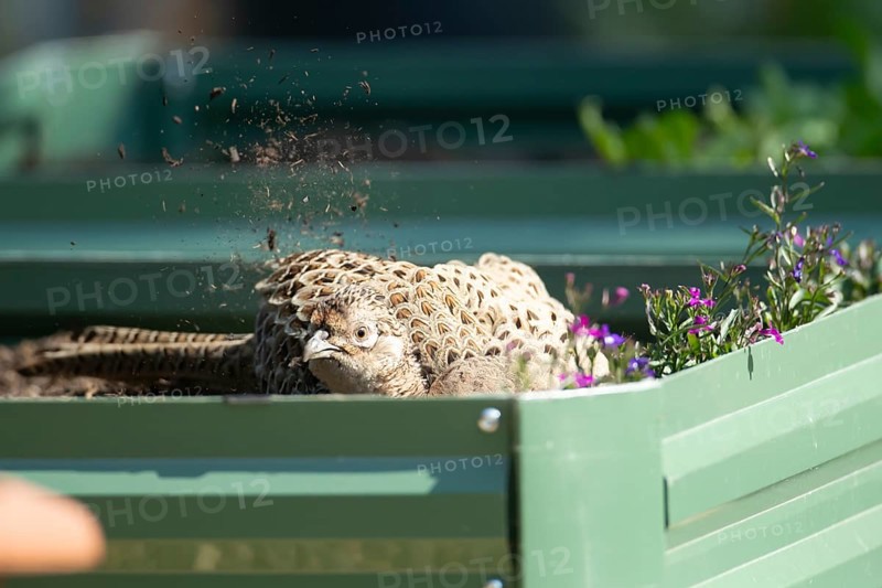 Common pheasant (Phasianus colchicus) adult female game bird dust bathing on a garden raised bed, England, United Kingdom