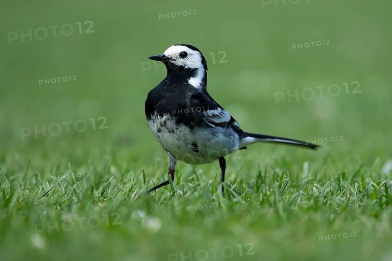 Pied wagtail (Motacilla alba) adult bird on a garden grass lawn in summer, England, United Kingdom
