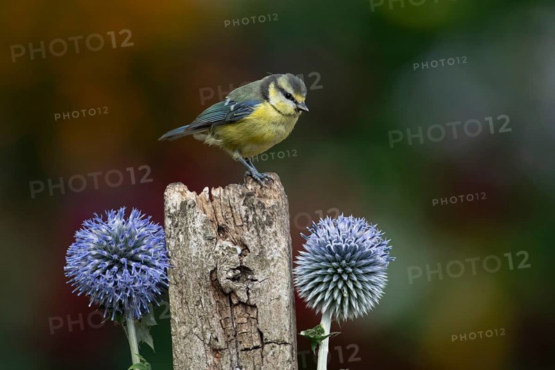 Blue tit (Cyanistes caeruleus) adult garden bird on a wooden post in summer, England, United Kingdom