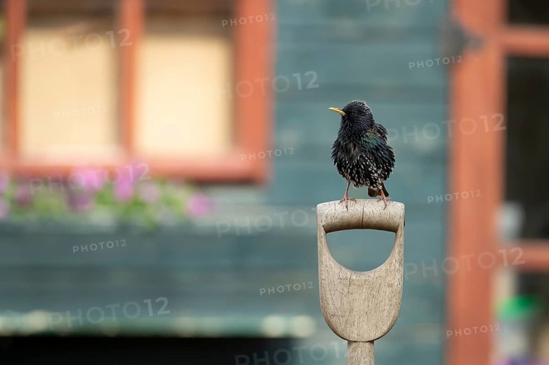 European starling (Sturnus vulgaris) adult garden bird on a fork handle in front of a shed, England, United Kingdom