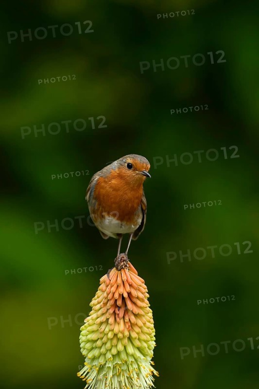 European robin (Erithacus rubecula) adult garden bird perching on a Red hot poker flower in summer, England, United Kingdom