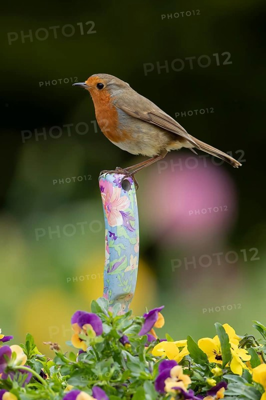 European robin (Erithacus rubecula) adult garden bird perching on a trowl handle in a plant pot with Pansy or viola flowers in spring, England, United Kingdom