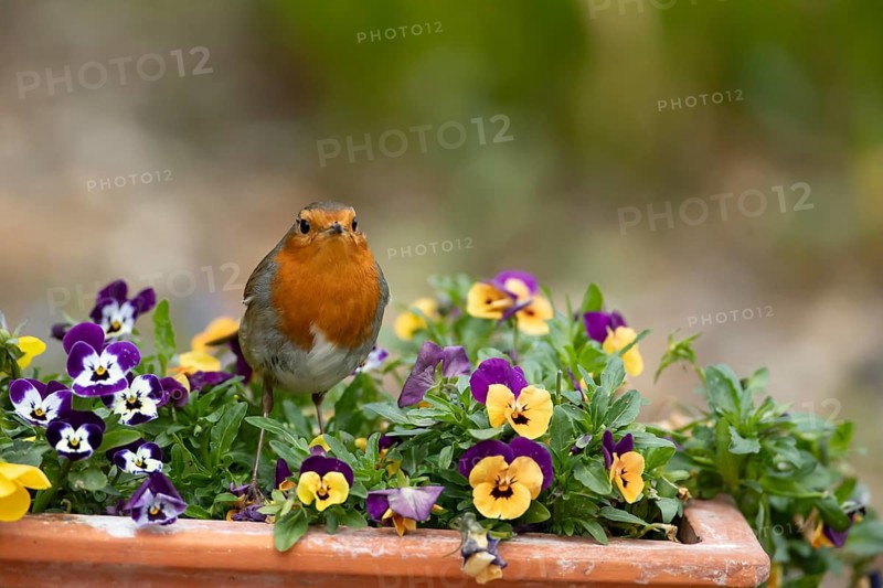 European robin (Erithacus rubecula) adult garden bird on a plant pot with Pansy or Viola flowers in spring, England, United Kingdom