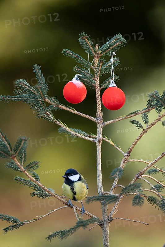 Great tit (Parus major) adult garden bird on a Christmas spruce tree in winter, England, United Kingdom