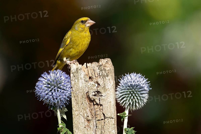 Eurasian greenfinch (Chloris chloris) adult male garden bird on a wooden post in summer, England, United Kingdom