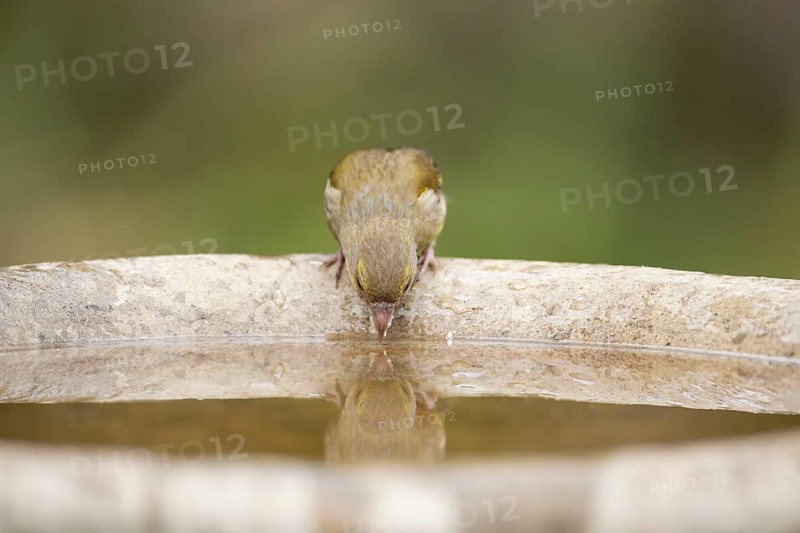 Eurasian greenfinch (Chloris chloris) adult female garden bird drinking water from a bird bath in summer, England, United Kingdom