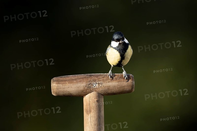 Great tit (Parus major) adult garden bird on a fork handle in winter, England, United Kingdom