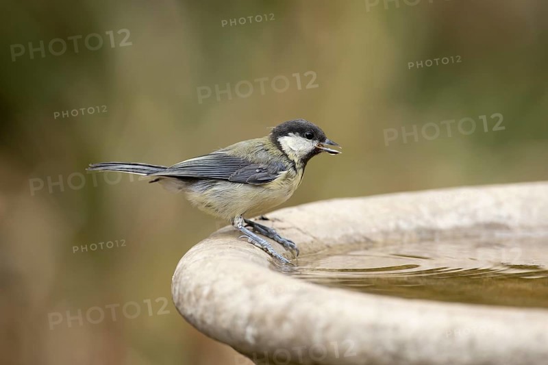 Great tit (Parus major) adult garden bird drinking water from a bird bath in summer, England, United Kingdom