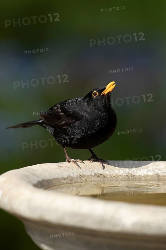 Eurasian blackbird (Turdus merula) adult male garden bird drinking water from a bird bath in spring, England, United Kingdom