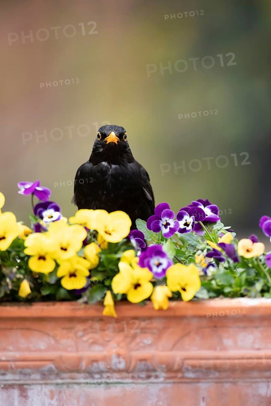 Eurasian blackbird (Turdus merula) adult male garden bird on a plant pot with Pansy and Viola flowers in spring, England, United Kingdom