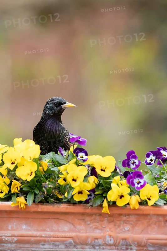 European starling (Sturnus vulgaris) adult garden bird on a plant pot with Pansy or Viola flowers in spring, England, United Kingdom
