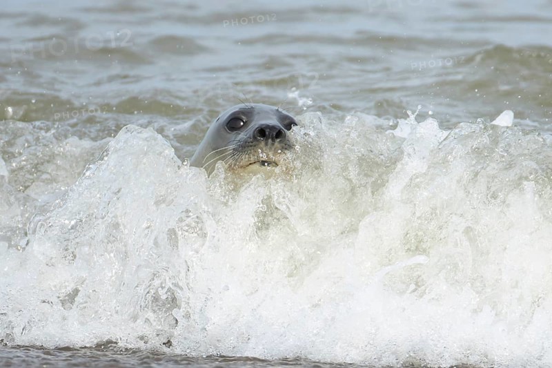 Common or Harbour or Habor seal (Phoca vitulina) adult animal surfing in the waves of the sea on a coastline, England, United Kingdom