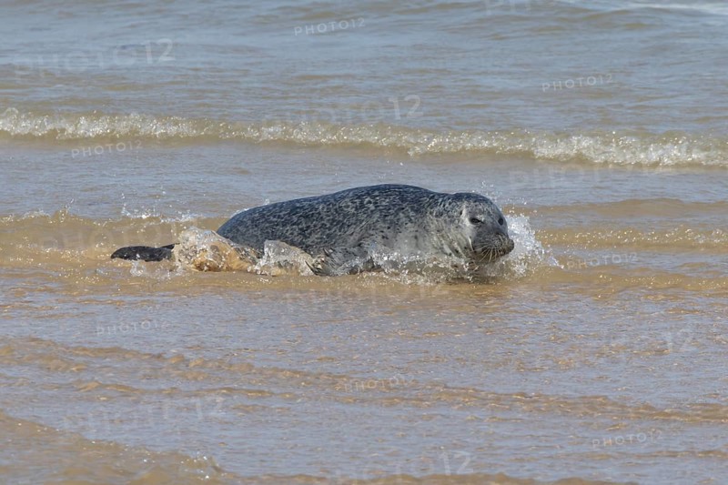 Common or Harbour or Habor seal (Phoca vitulina) adult animal in the sea, England, United Kingdom
