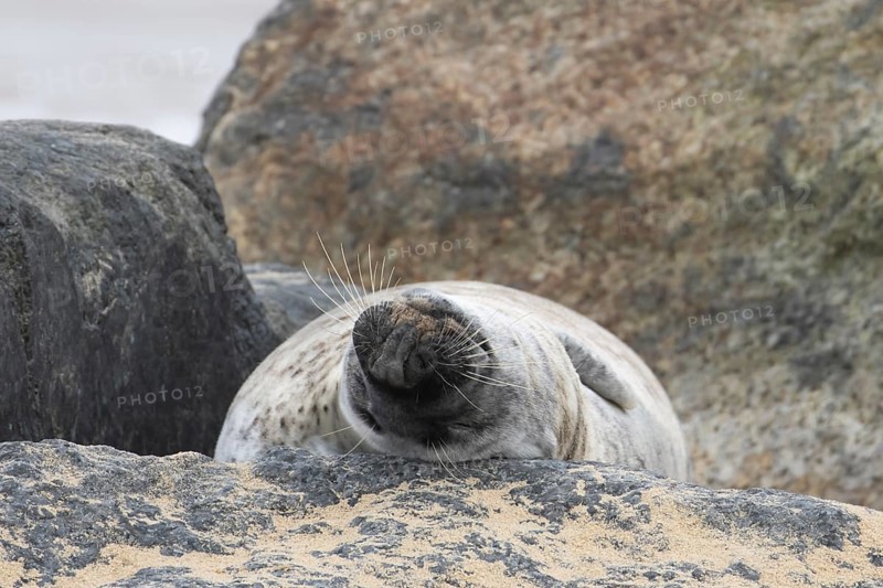 Atlantic grey seal (Halichoerus grypus) adult animal sleeping on a rock on a beach, England, United Kingdom