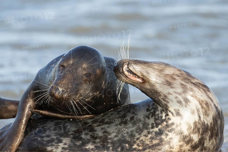 Atlantic grey seal (Halichoerus grypus) two adult seals animals in love flirting on a beach, England, United Kingdom
