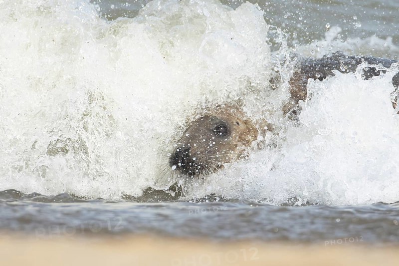 Atlantic grey seal (Halichoerus grypus) adult animal surfing in the waves of the sea on a coastline, England, United Kingdom