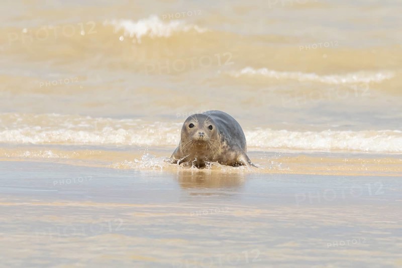 Common or Harbour or Habor seal (Phoca vitulina) adult animal emerging from the sea, England, United Kingdom