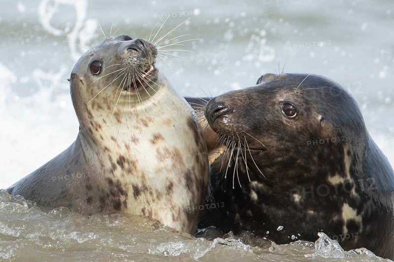Atlantic grey seal (Halichoerus grypus) two adult seals animals in love flirting in the waves of the sea, England, United Kingdom