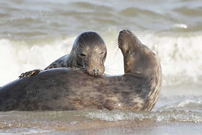 Atlantic grey seal (Halichoerus grypus) two adult seals animals in love courting in the waves of the sea, England, United Kingdom