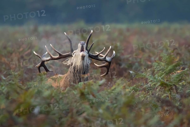 Red deer (Cervus elaphus) adult male stag animal roaring during the rut in autumn, England, United Kingdom