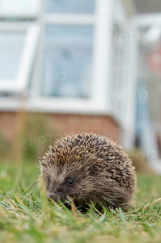 European hedgehog (Erinaceus europaeus) adult animal walking on a garden grass lawn with a house in the background in summer, England, United Kingdom