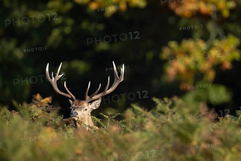Red deer (Cervus elaphus) adult male stag animal in woodland in autumn, England, United Kingdom