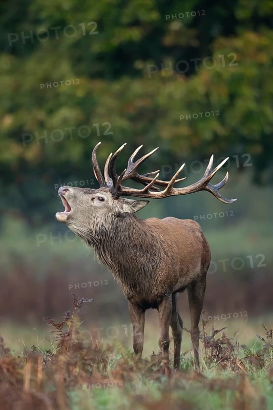 Red deer (Cervus elaphus) adult male stag animal roaring during the rut in autumn, England, United Kingdom