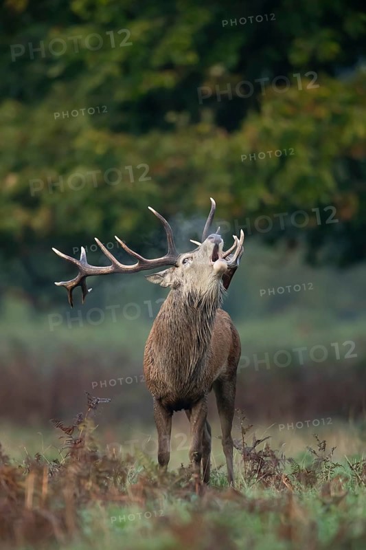 Red deer (Cervus elaphus) adult male stag animal roaring in woodland during the rut in autumn, England, United Kingdom