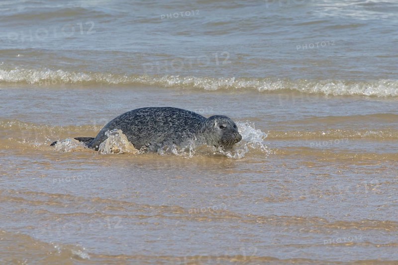 Common or Harbour or Habor seal (Phoca vitulina) adult animal in the sea, England, United Kingdom