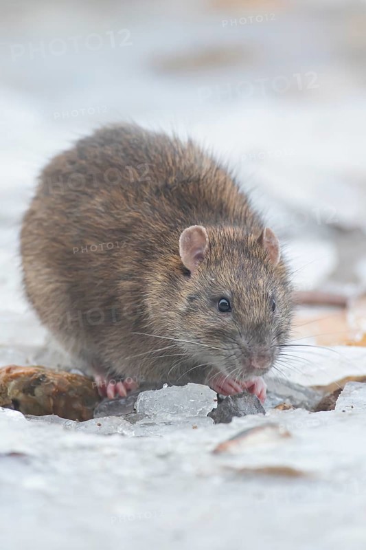 Brown rat (Rattus norvegicus) adult rodent animal eating food on ice on a frozen lake in winter, England, United Kingdom