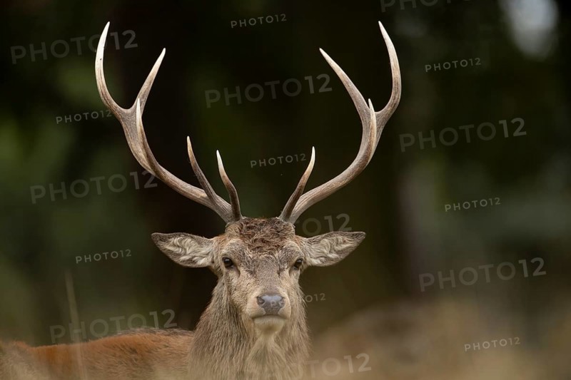 Red deer (Cervus elaphus) adult male stag animal head portrait in autumn, England, United Kingdom