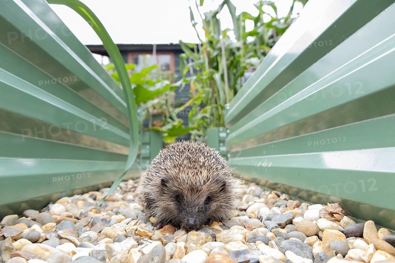 European hedgehog (Erinaceus europaeus) adult animal walking on a garden shingle path between two raised beds in summer, England, United Kingdom
